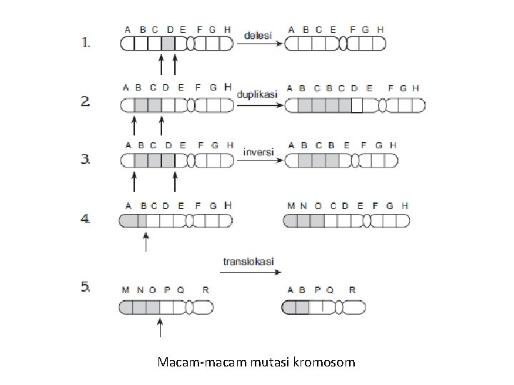 Macam-macam mutasi kromosom 