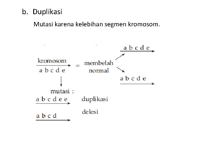 b. Duplikasi Mutasi karena kelebihan segmen kromosom. 