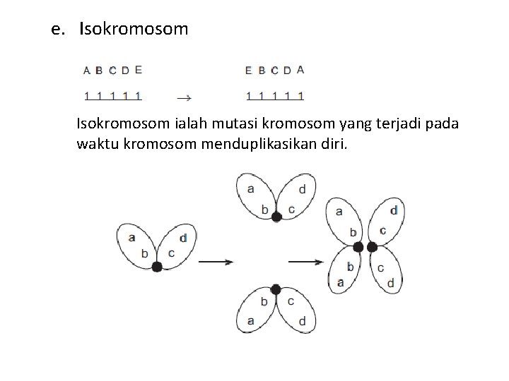 e. Isokromosom ialah mutasi kromosom yang terjadi pada waktu kromosom menduplikasikan diri. 