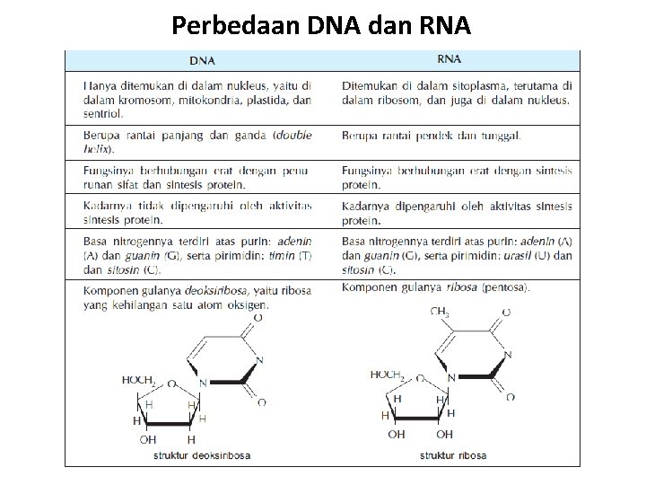 Perbedaan DNA dan RNA 