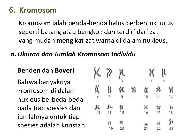 6. Kromosom ialah benda-benda halus berbentuk lurus seperti batang atau bengkok dan terdiri dari