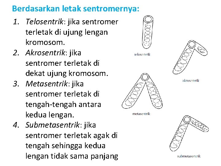 Berdasarkan letak sentromernya: 1. Telosentrik: jika sentromer terletak di ujung lengan kromosom. 2. Akrosentrik: