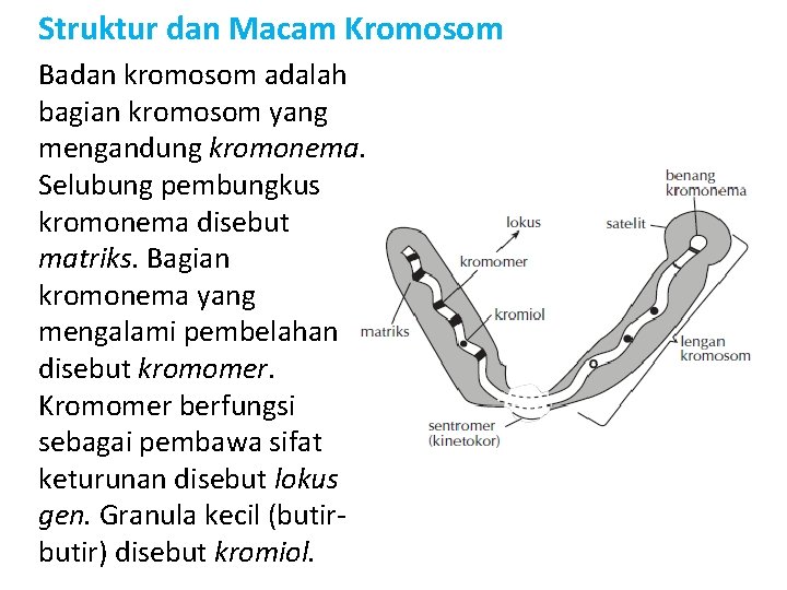 Struktur dan Macam Kromosom Badan kromosom adalah bagian kromosom yang mengandung kromonema. Selubung pembungkus