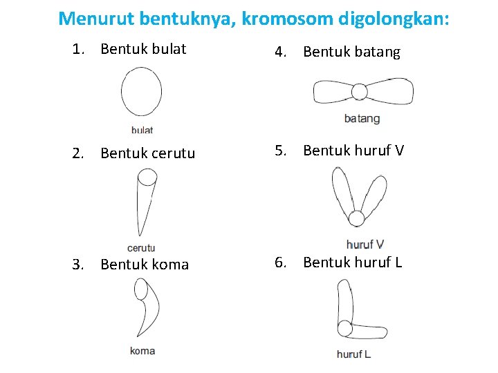 Menurut bentuknya, kromosom digolongkan: 1. Bentuk bulat 4. Bentuk batang 2. Bentuk cerutu 5.