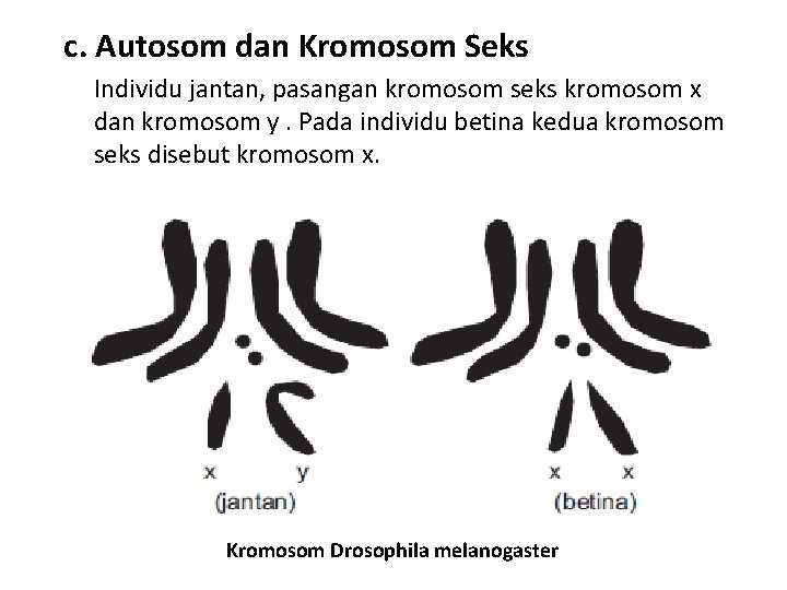 c. Autosom dan Kromosom Seks Individu jantan, pasangan kromosom seks kromosom x dan kromosom