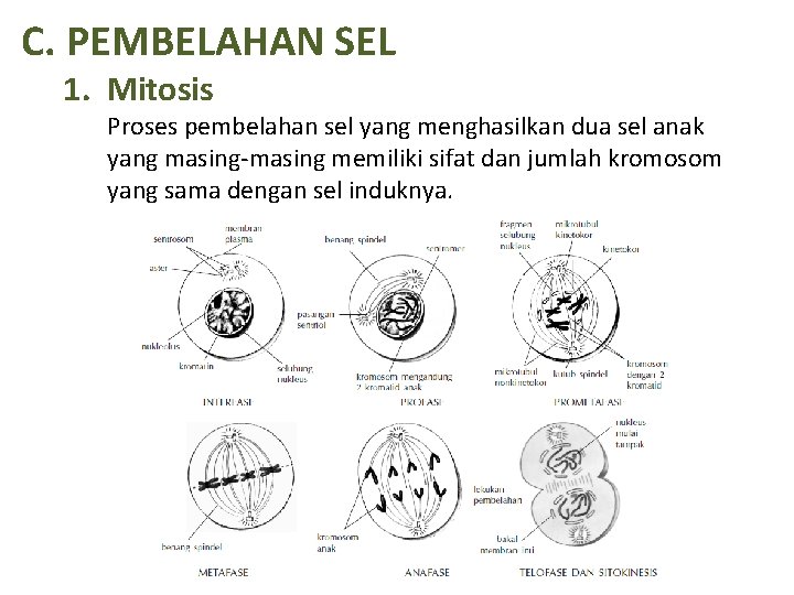 C. PEMBELAHAN SEL 1. Mitosis Proses pembelahan sel yang menghasilkan dua sel anak yang