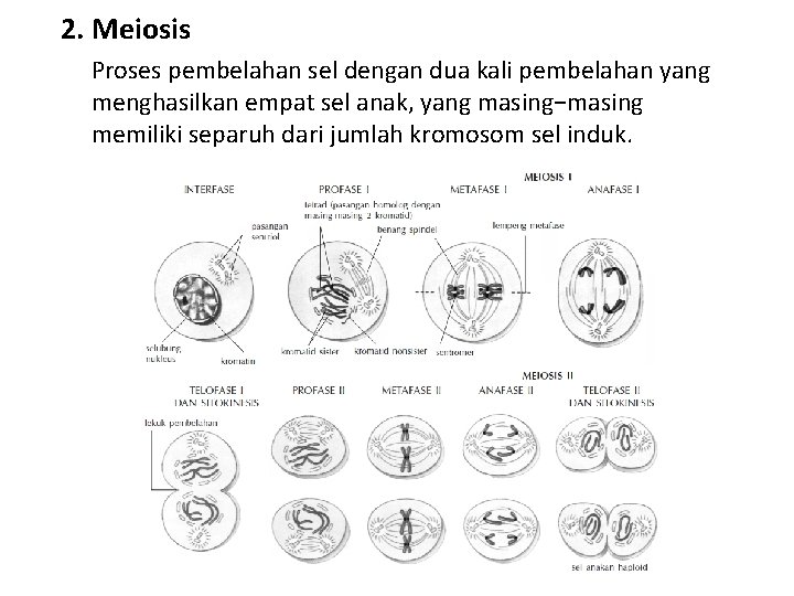 2. Meiosis Proses pembelahan sel dengan dua kali pembelahan yang menghasilkan empat sel anak,