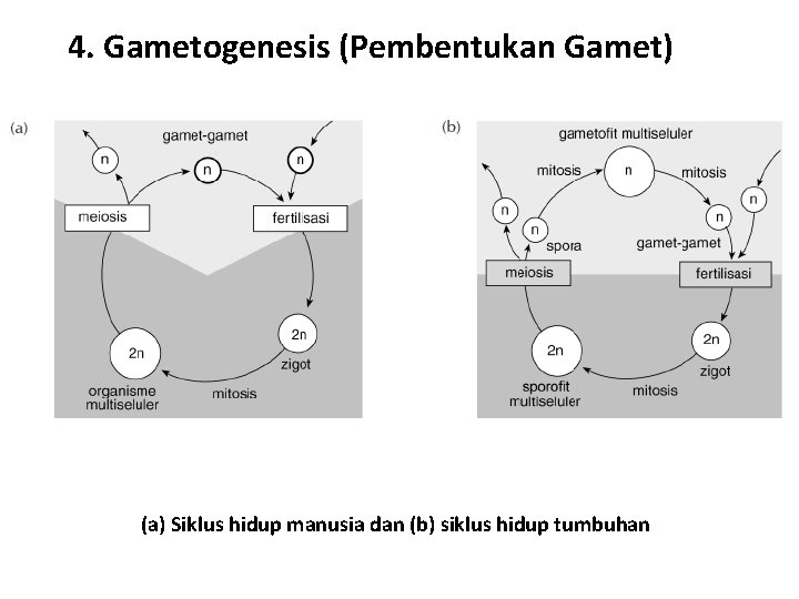 4. Gametogenesis (Pembentukan Gamet) (a) Siklus hidup manusia dan (b) siklus hidup tumbuhan 