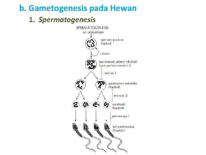 b. Gametogenesis pada Hewan 1. Spermatogenesis Bagan spermatogenesis 