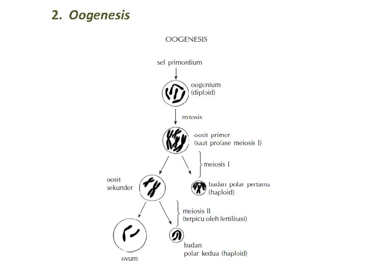 2. Oogenesis 