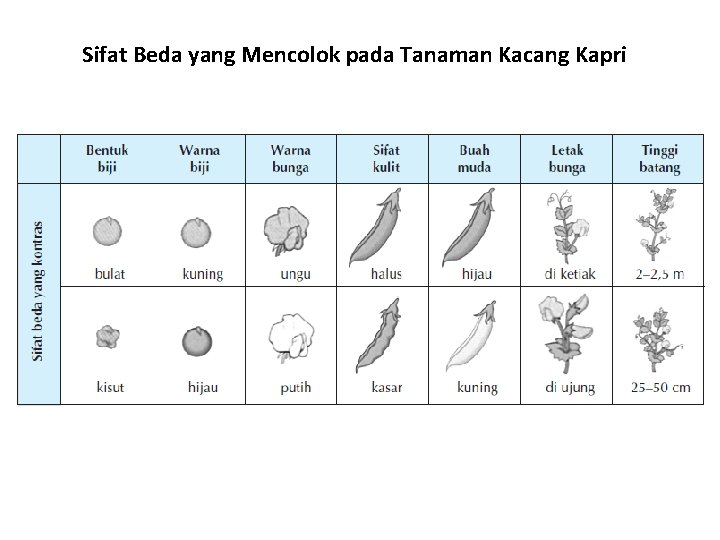Sifat Beda yang Mencolok pada Tanaman Kacang Kapri 