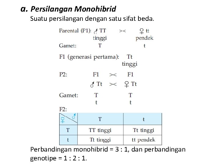 a. Persilangan Monohibrid Suatu persilangan dengan satu sifat beda. Perbandingan monohibrid = 3 :