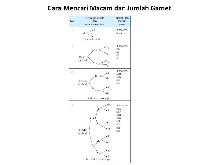 Cara Mencari Macam dan Jumlah Gamet 