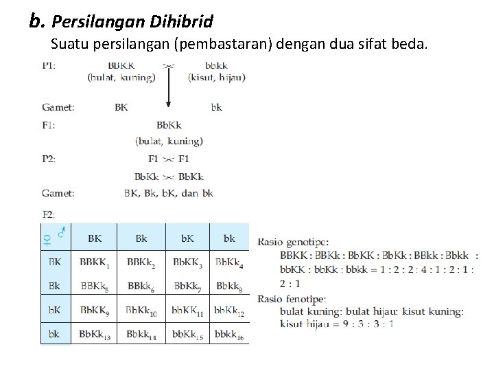 b. Persilangan Dihibrid Suatu persilangan (pembastaran) dengan dua sifat beda. 