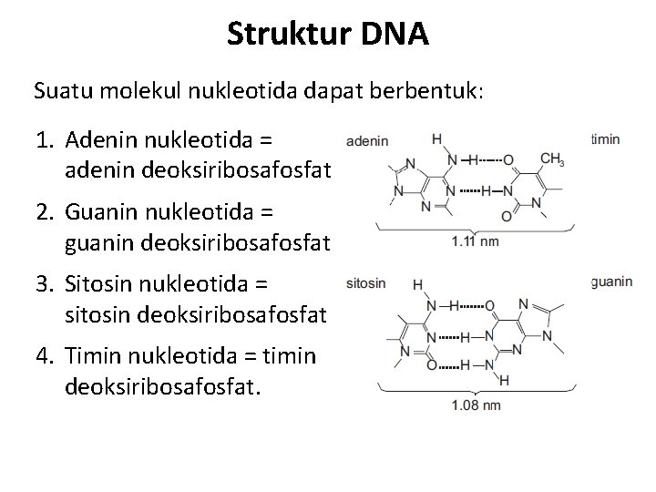 Struktur DNA Suatu molekul nukleotida dapat berbentuk: 1. Adenin nukleotida = adenin deoksiribosafosfat 2.