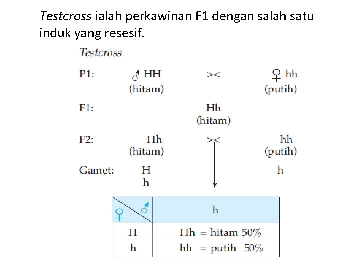 Testcross ialah perkawinan F 1 dengan salah satu induk yang resesif. 