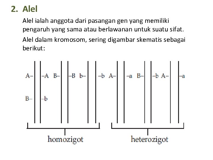 2. Alel ialah anggota dari pasangan gen yang memiliki pengaruh yang sama atau berlawanan