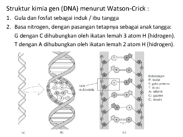 Struktur kimia gen (DNA) menurut Watson-Crick : 1. Gula dan fosfat sebagai induk /