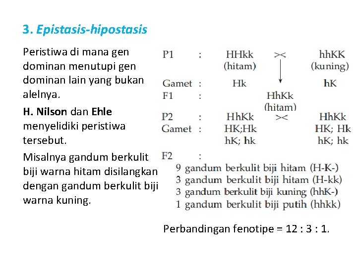 3. Epistasis-hipostasis Peristiwa di mana gen dominan menutupi gen dominan lain yang bukan alelnya.