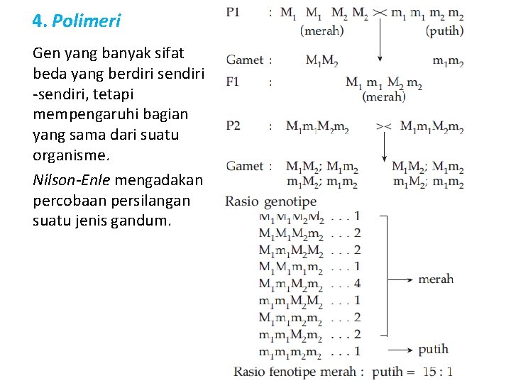 4. Polimeri Gen yang banyak sifat beda yang berdiri sendiri -sendiri, tetapi mempengaruhi bagian