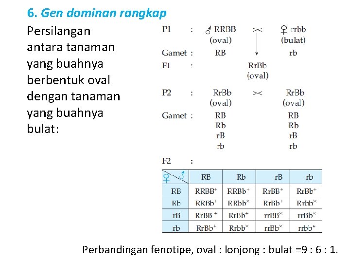 6. Gen dominan rangkap Persilangan antara tanaman yang buahnya berbentuk oval dengan tanaman yang