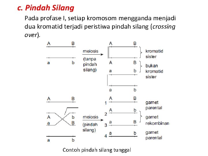 c. Pindah Silang Pada profase I, setiap kromosom mengganda menjadi dua kromatid terjadi peristiwa