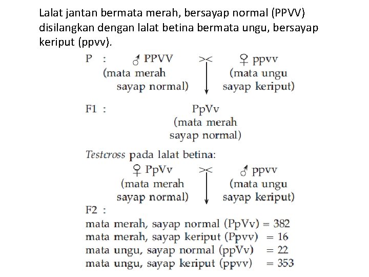 Lalat jantan bermata merah, bersayap normal (PPVV) disilangkan dengan lalat betina bermata ungu, bersayap