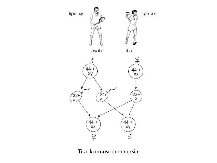 Tipe kromosom manusia 