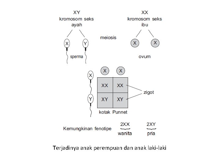 Terjadinya anak perempuan dan anak laki-laki 