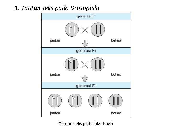 1. Tautan seks pada Drosophila Tautan seks pada lalat buah 