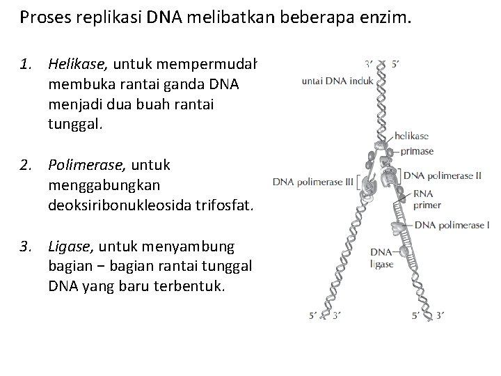 Proses replikasi DNA melibatkan beberapa enzim. 1. Helikase, untuk mempermudah membuka rantai ganda DNA