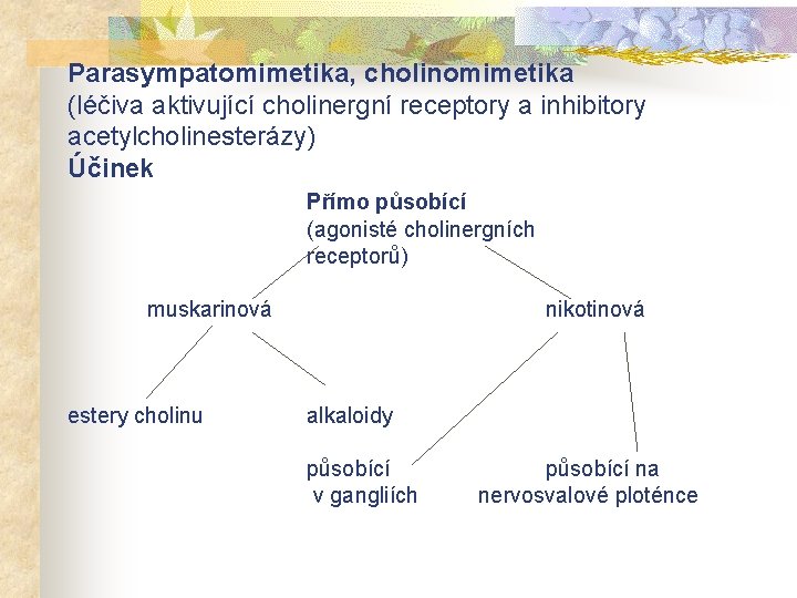 Parasympatomimetika, cholinomimetika (léčiva aktivující cholinergní receptory a inhibitory acetylcholinesterázy) Účinek Přímo působící (agonisté cholinergních