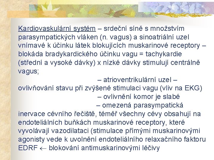 Kardiovaskulární systém – srdeční síně s množstvím parasympatických vláken (n. vagus) a sinoatriální uzel