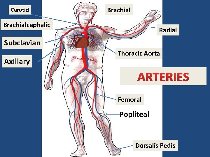 Carotid Brachialcephalic Radial Subclavian Axillary Thoracic Aorta ARTERIES Femoral Popliteal Dorsalis Pedis 