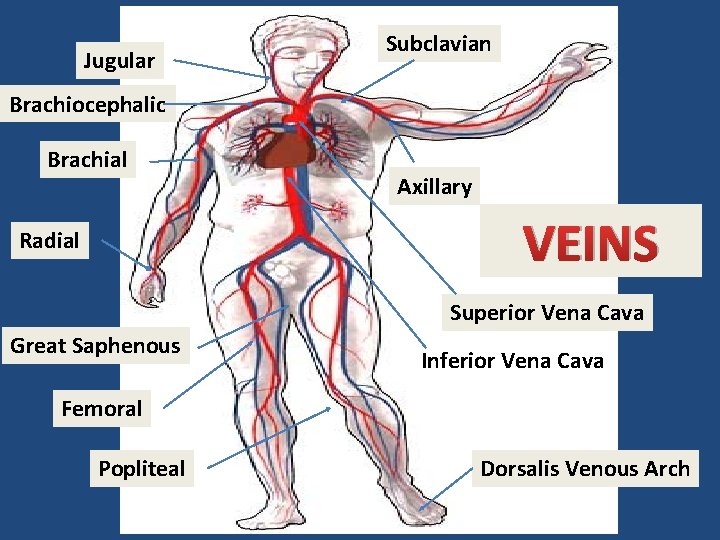 Jugular Subclavian Brachiocephalic Brachial Axillary VEINS Radial Superior Vena Cava Great Saphenous Inferior Vena