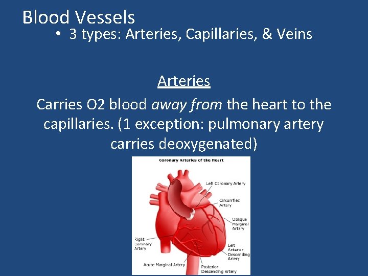 Blood Vessels • 3 types: Arteries, Capillaries, & Veins Arteries Carries O 2 blood