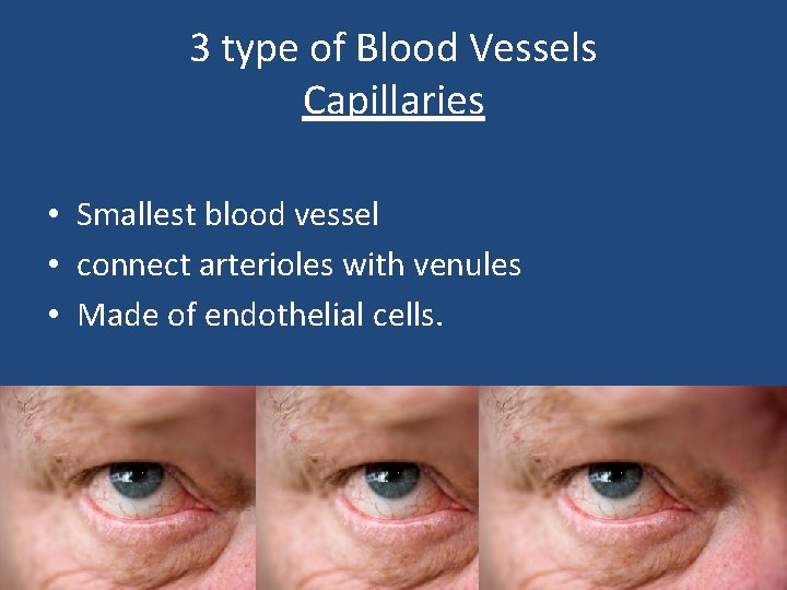 3 type of Blood Vessels Capillaries • Smallest blood vessel • connect arterioles with