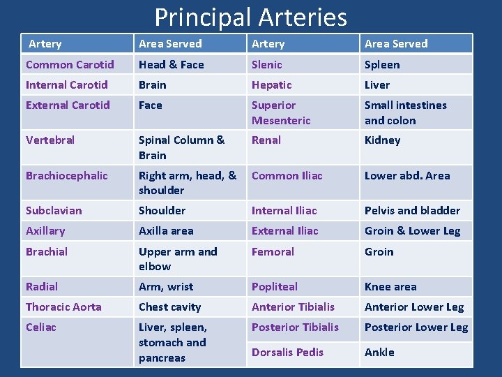 Principal Arteries Artery Area Served Common Carotid Head & Face Slenic Spleen Internal Carotid