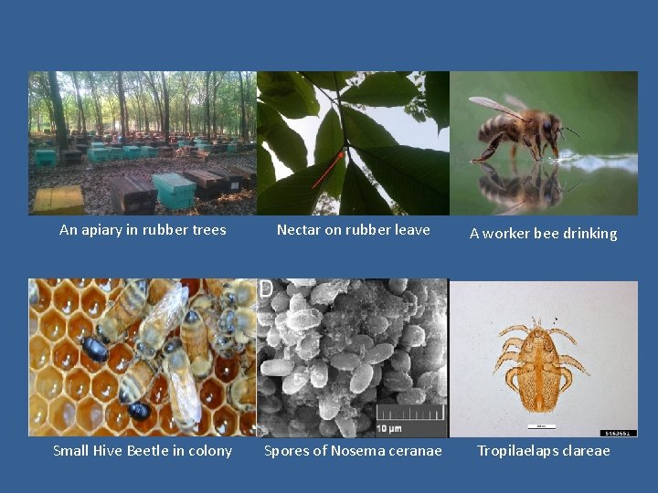 An apiary in rubber trees Nectar on rubber leave A worker bee drinking Small