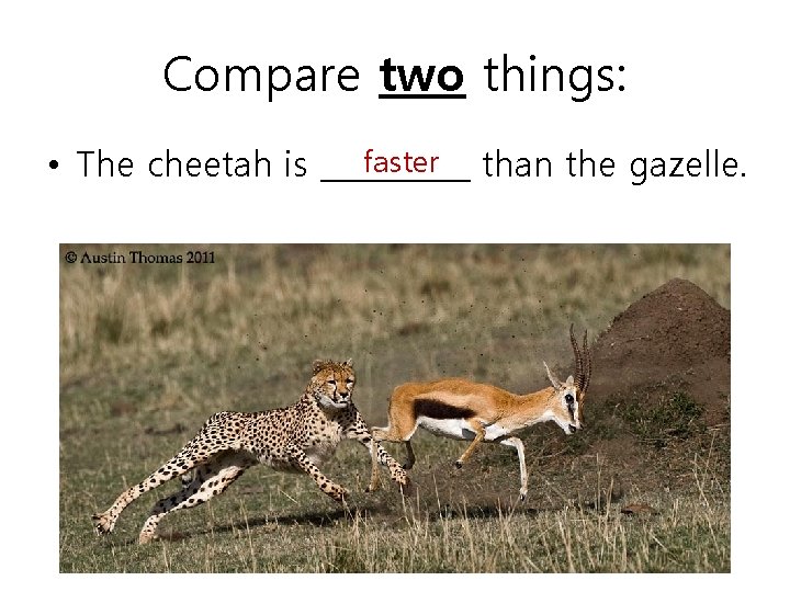 Compare two things: faster than the gazelle. • The cheetah is _____ 