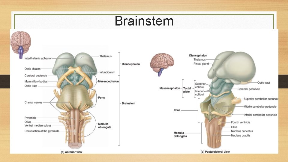 Brainstem 