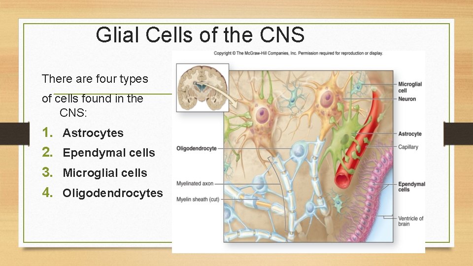 Glial Cells of the CNS There are four types of cells found in the