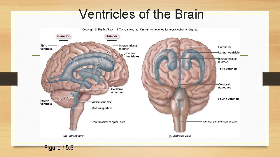 Ventricles of the Brain Figure 15. 6 