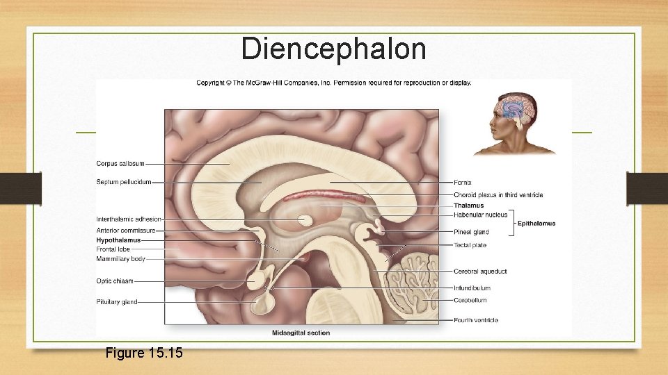 Diencephalon Figure 15. 15 