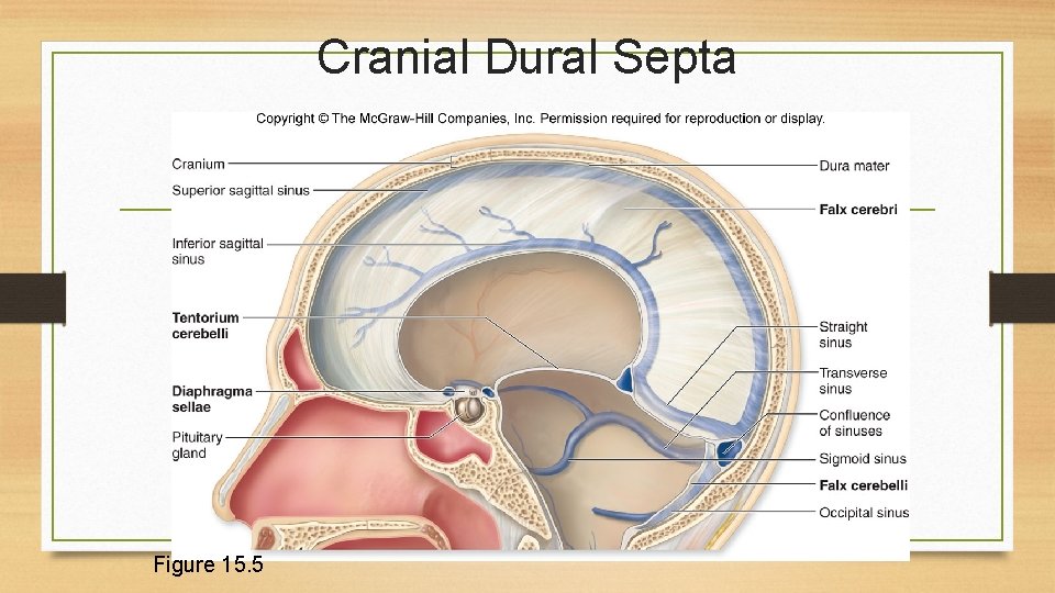 Cranial Dural Septa Figure 15. 5 