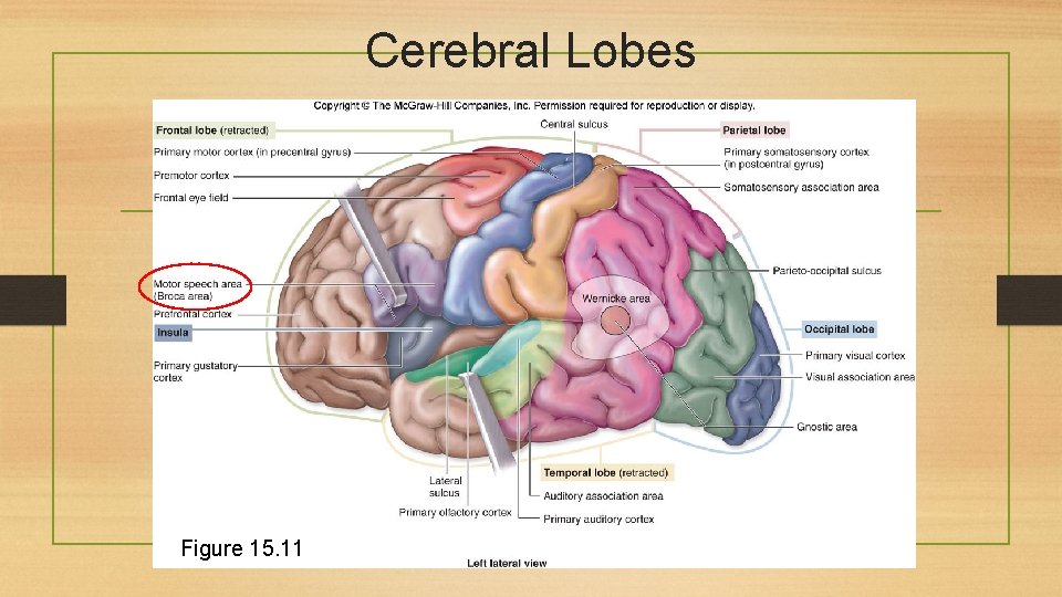 Cerebral Lobes Figure 15. 11 