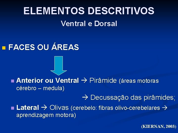 ELEMENTOS DESCRITIVOS Ventral e Dorsal n FACES OU ÁREAS n Anterior ou Ventral Pirâmide