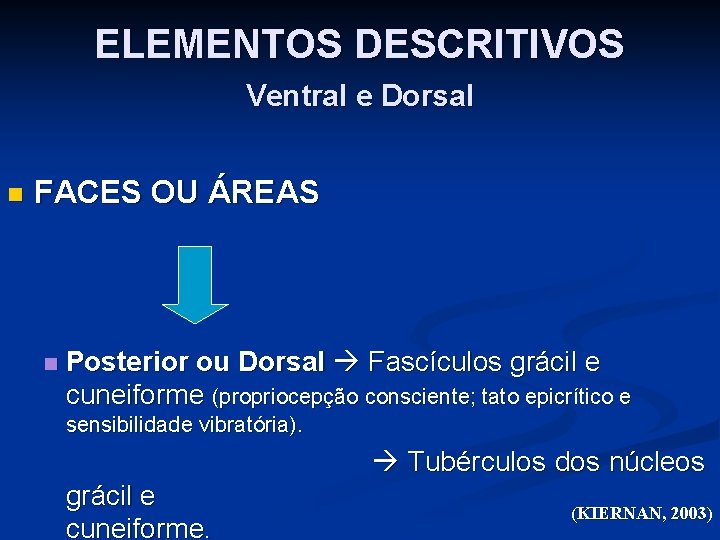 ELEMENTOS DESCRITIVOS Ventral e Dorsal n FACES OU ÁREAS n Posterior ou Dorsal Fascículos