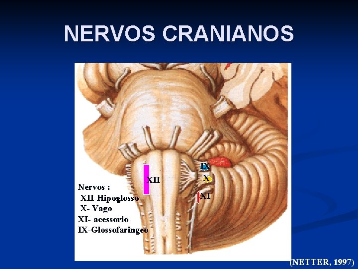 NERVOS CRANIANOS XII Nervos : XII-Hipoglosso X- Vago XI- acessorio IX-Glossofaringeo IX X XI