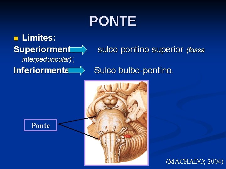 PONTE Limites: Superiormente interpeduncular); Inferiormente n sulco pontino superior (fossa Sulco bulbo-pontino. Ponte (MACHADO;